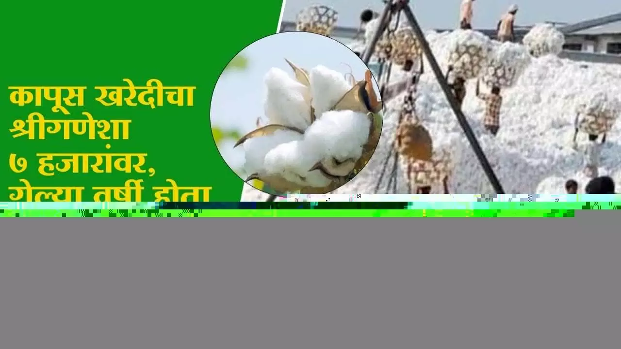 कापूस खरेदीचा श्रीगणेशा 7 हजारांवर, गेल्या वर्षी होता 10 हजारापेक्षा जास्त भाव....