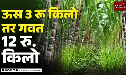 ऊस 3 रुपये किलो आणि गवत 10 ते 12 रुपये किलो