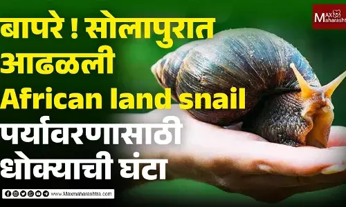 सोलापूरात आढळलेली गोगलगाय African land snail, पर्यावरणासाठी आहे धोक्याची घंटा सोलापूरात आढळलेली गोगलगाय African land snail, पर्यावरणासाठी आहे धोक्याची घंटा