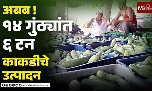 १४ गुंठ्यात ६ टन काकडीचे उत्पादन सोलापूरचा शेतकरी झाला लखपती