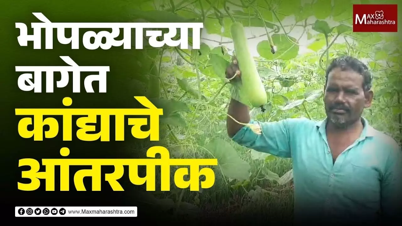 द्राक्ष बाग परवडेना; शेतकऱ्याने डोकं चालवलं