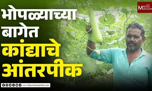 द्राक्ष बाग परवडेना; शेतकऱ्याने डोकं चालवलं द्राक्ष बाग परवडेना; शेतकऱ्याने डोकं चालवलं