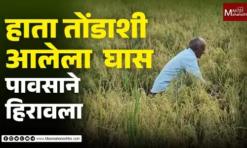 परतीच्या पावसाने रायगडातील हजारो हेक्टर शेती उद्ध्वस्त