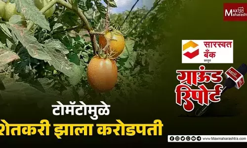 टोमॅटोला दर मिळाला,सोलापूरच्या शेतकऱ्याचे भाग्य उजळले टोमॅटोला दर मिळाला,सोलापूरच्या शेतकऱ्याचे भाग्य उजळले