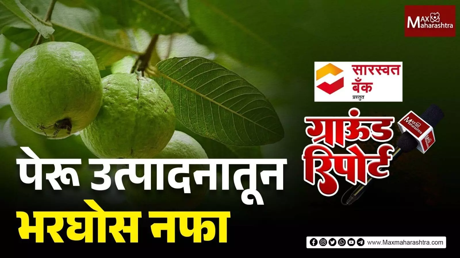 पेरू शेतीतून सोलापूरचा शेतकरी कमावतोय लाखोंचा नफा