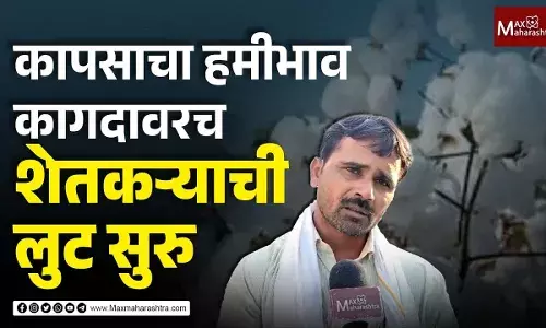 हमीभाव कागदावरच, कापूस उत्पादक शेतकऱ्याची लुट हमीभाव कागदावरच, कापूस उत्पादक शेतकऱ्याची लुट