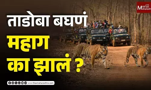 ताडोबा बघणं महाग का झालं ? ताडोबा बघणं महाग का झालं ?