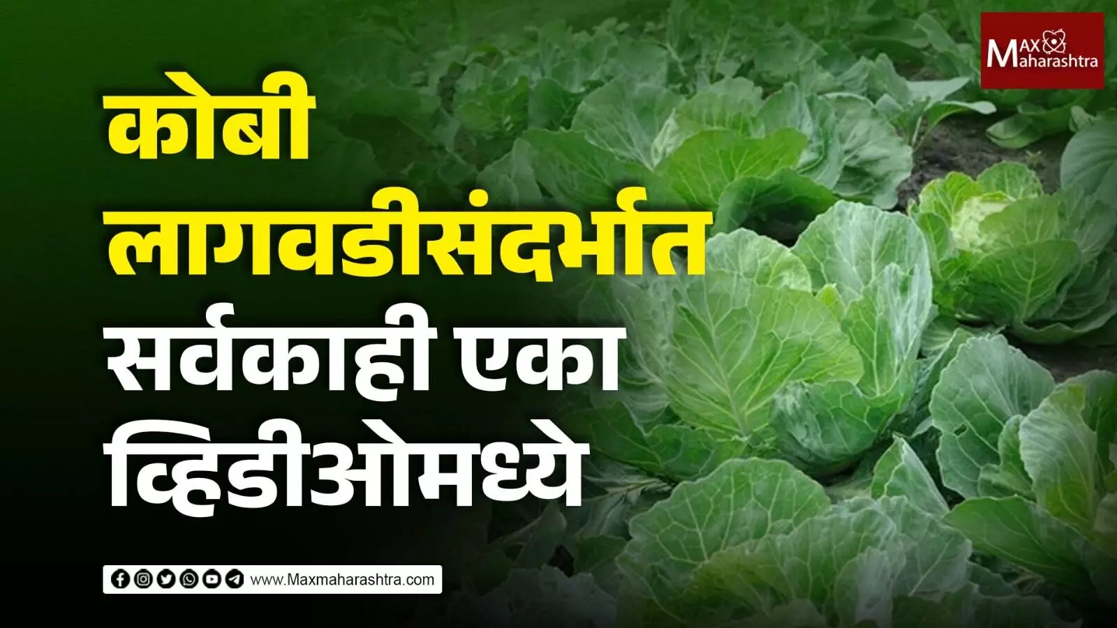 अबब आठ एकर कोबीतून मिळणार ३६ लाख रुपये