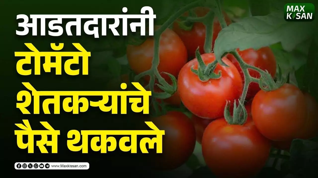 टोमॅटो शेतकऱ्यांचे आडतदारांनी पैसे थकवले