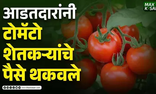टोमॅटो शेतकऱ्यांचे आडतदारांनी पैसे थकवले