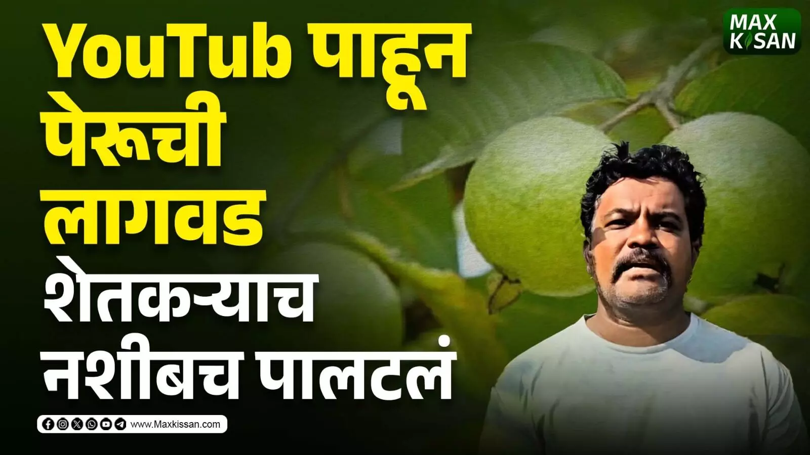 YouTube पाहून पेरूची लागवड, शेतकऱ्याच नशीबच पालटलं