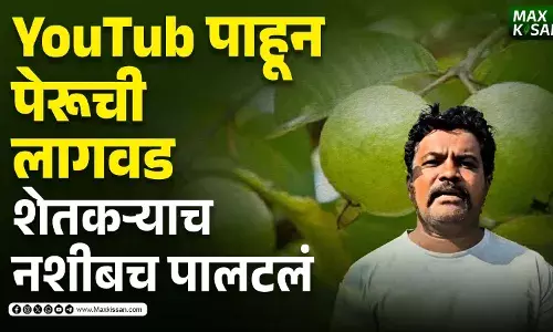 YouTube पाहून पेरूची लागवड, शेतकऱ्याच नशीबच पालटलं YouTube पाहून पेरूची लागवड, शेतकऱ्याच नशीबच पालटलं