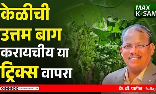 Banana Farming : केळी लागवड ते कापणी वर्षभराच करा असं नियोजन
