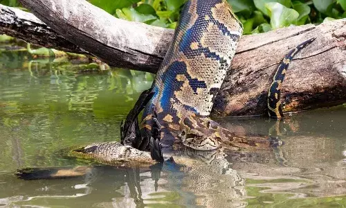 आनंदवनात अजगर, पाण्यात मुक्त संचार आनंदवनात अजगर, पाण्यात मुक्त संचार