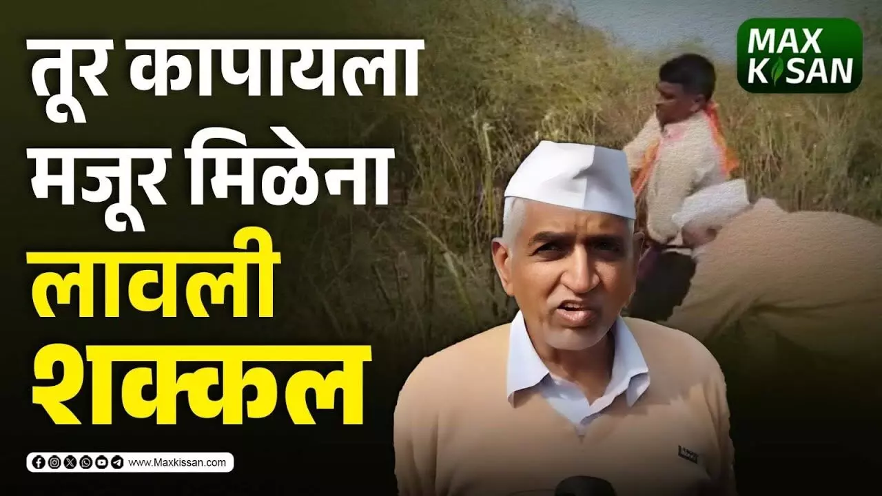 तूर कापायला मजूर मिळेना, लावली शक्कल