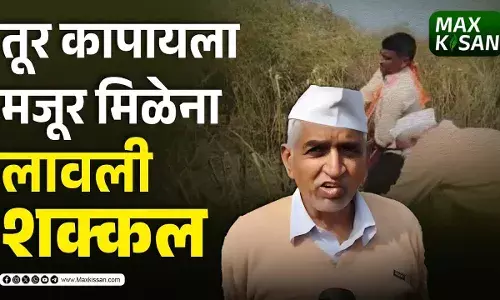 तूर कापायला मजूर मिळेना, लावली शक्कल