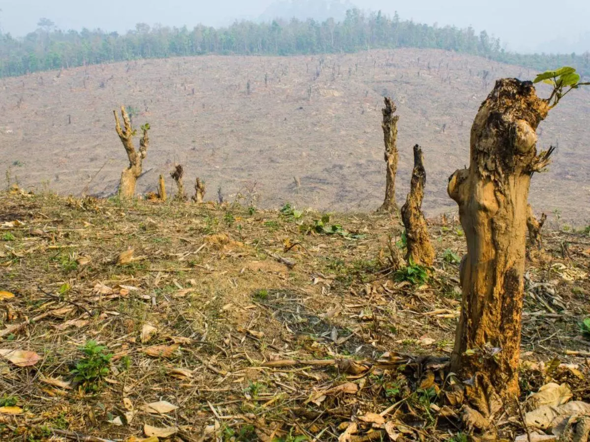 हवामान बदल आणि वृक्षतोड, एक धोक्याचा इशारा