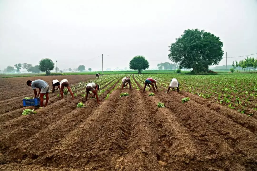 शेतमालाच्या बाजारमूल्य निश्च‍ितीमुळे शेतकऱ्यांना मिळणार अधिक फायदा