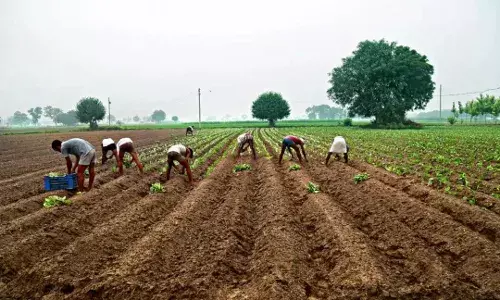शेतमालाच्या बाजारमूल्य निश्चितीमुळे शेतकऱ्यांना मिळणार अधिक फायदा शेतमालाच्या बाजारमूल्य निश्चितीमुळे शेतकऱ्यांना मिळणार अधिक फायदा