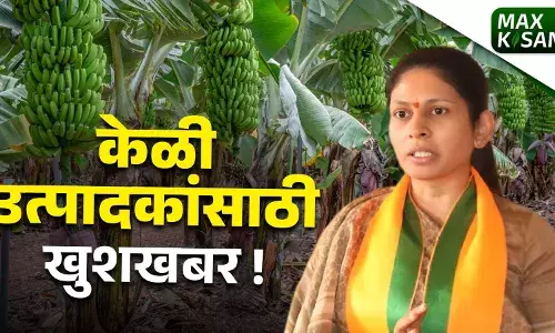 जळगावच्या हिंगोणा येथ केळी टिशू कल्चर रोपे लागवड उत्पादन केंद्र” केंद्र सरकारची मंजुरी जळगावच्या हिंगोणा येथ केळी टिशू कल्चर रोपे लागवड उत्पादन केंद्र” केंद्र सरकारची मंजुरी