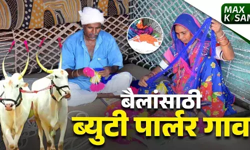 ‘पशु सौंदर्याची परंपरा बंद्रीझिरा बैल पोळा विशेष... ‘पशु सौंदर्याची परंपरा बंद्रीझिरा बैल पोळा विशेष...