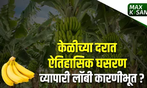 केळी भावाची ऐतिहासिक घसरणं शेतकरी संकटात केळी भावाची ऐतिहासिक घसरणं शेतकरी संकटात