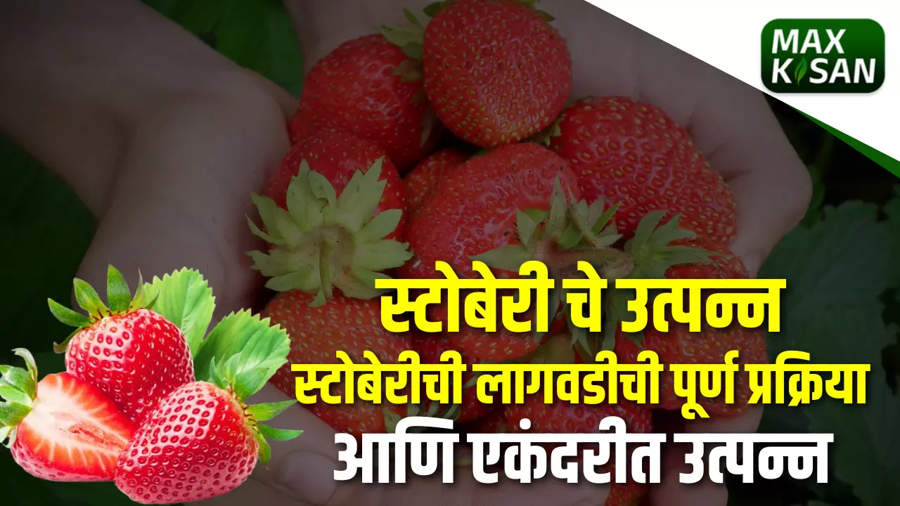 Strawberry : स्ट्रॉबेरीचे एकंदरीत उत्पन्न आणि लागवडीची पूर्ण प्रक्रिया