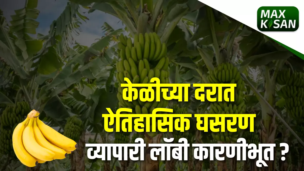 केळी भावाची ऐतिहासिक घसरणं शेतकरी संकटात