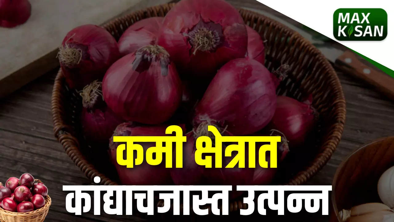 Onion : कमी क्षेत्रात कांद्याच जास्त उत्पन्न