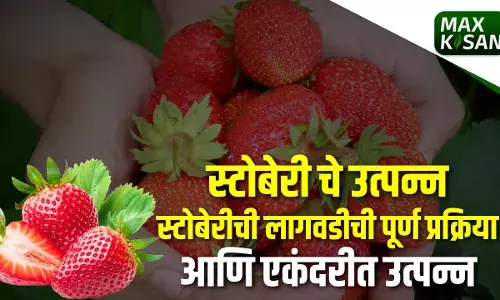 Strawberry : स्ट्रॉबेरीचे एकंदरीत उत्पन्न आणि लागवडीची पूर्ण प्रक्रिया Strawberry : स्ट्रॉबेरीचे एकंदरीत उत्पन्न आणि लागवडीची पूर्ण प्रक्रिया