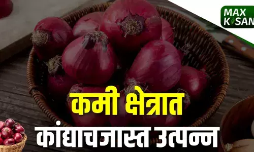 Onion : कमी क्षेत्रात कांद्याच जास्त उत्पन्न Onion : कमी क्षेत्रात कांद्याच जास्त उत्पन्न