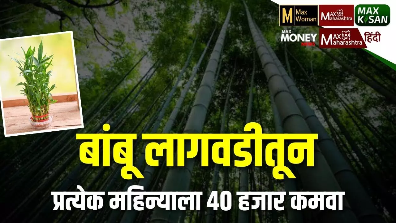 बांबू लागवडीतून प्रत्येक महिन्याला 40 हजार कमवा