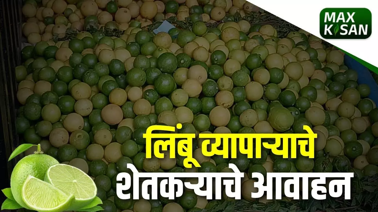 लिंबू व्यापाऱ्याचे शेतकऱ्याचे आवाहन