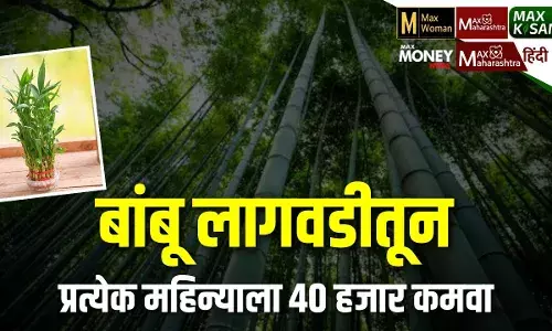 बांबू लागवडीतून प्रत्येक महिन्याला 40 हजार कमवा बांबू लागवडीतून प्रत्येक महिन्याला 40 हजार कमवा