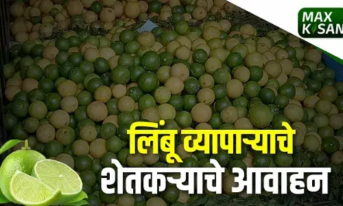लिंबू व्यापाऱ्याचे शेतकऱ्याचे आवाहन लिंबू व्यापाऱ्याचे शेतकऱ्याचे आवाहन