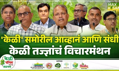 Banana Conference : केळी उत्पादनातून महाराष्ट्राचं चित्रं बदलणार ! केळी परिषदेतून उमटला सूर Banana Conference : केळी उत्पादनातून महाराष्ट्राचं चित्रं बदलणार ! केळी परिषदेतून उमटला सूर