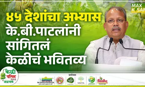 Dr.K.B.Patil : जळगावच्या केळीचा आजवरचा प्रवास उलगडलाय डॉ. के.बी.पाटील यांनी Dr.K.B.Patil : जळगावच्या केळीचा आजवरचा प्रवास उलगडलाय डॉ. के.बी.पाटील यांनी