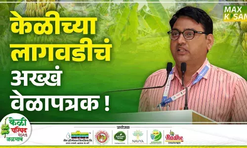 Dr.V.T.Gujar : निर्यातक्षम केळीच्या उत्पादनाचं वेळापत्रक कसं असावं ? Dr.V.T.Gujar : निर्यातक्षम केळीच्या उत्पादनाचं वेळापत्रक कसं असावं ?