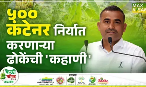 Kiran Dhoke : सोलापूरची केळी निर्यातीमध्ये पुढं कशी गेली ? | Max Kisan Kiran Dhoke : सोलापूरची केळी निर्यातीमध्ये पुढं कशी गेली ? | Max Kisan
