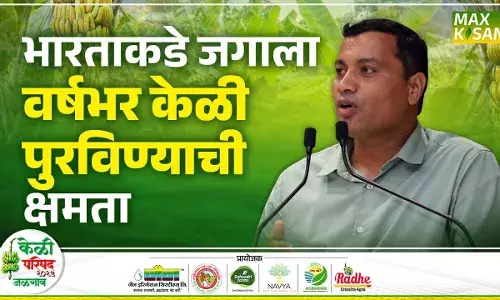 Pravin Thackeray : भारतीय केळी उत्पादकांची स्पर्धा नक्की कुणाशी ? प्रवीण ठाकरेंचं विश्लेषण Pravin Thackeray : भारतीय केळी उत्पादकांची स्पर्धा नक्की कुणाशी ? प्रवीण ठाकरेंचं विश्लेषण