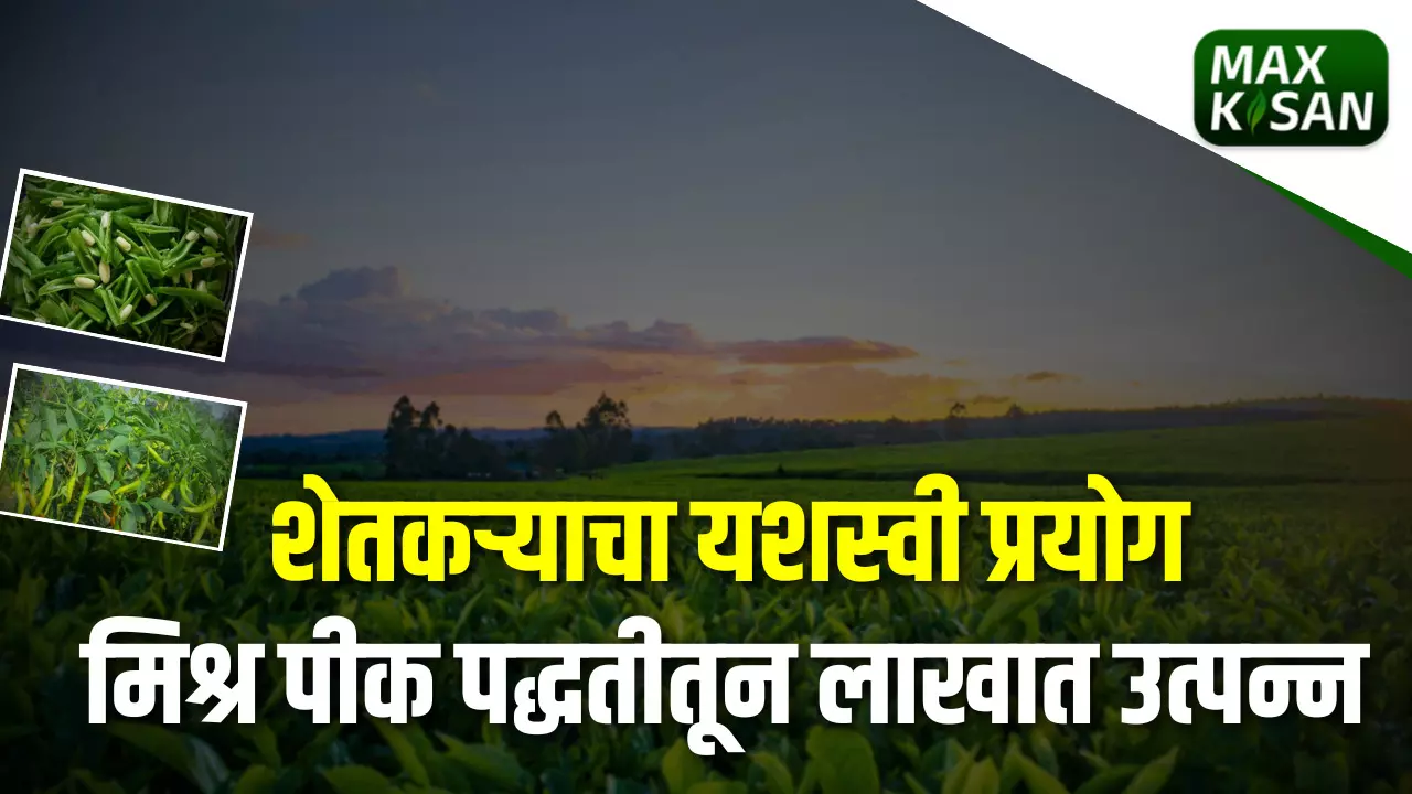 शेतकऱ्याने केली एकाच क्षेत्रात पाच पिकांची लागवड