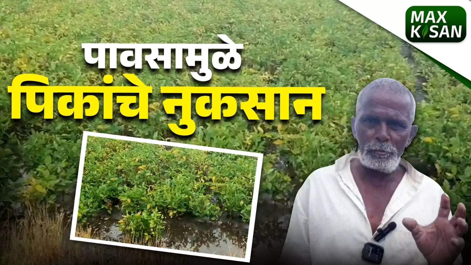 सततच्या पावसामुळे पिके धोक्यात
