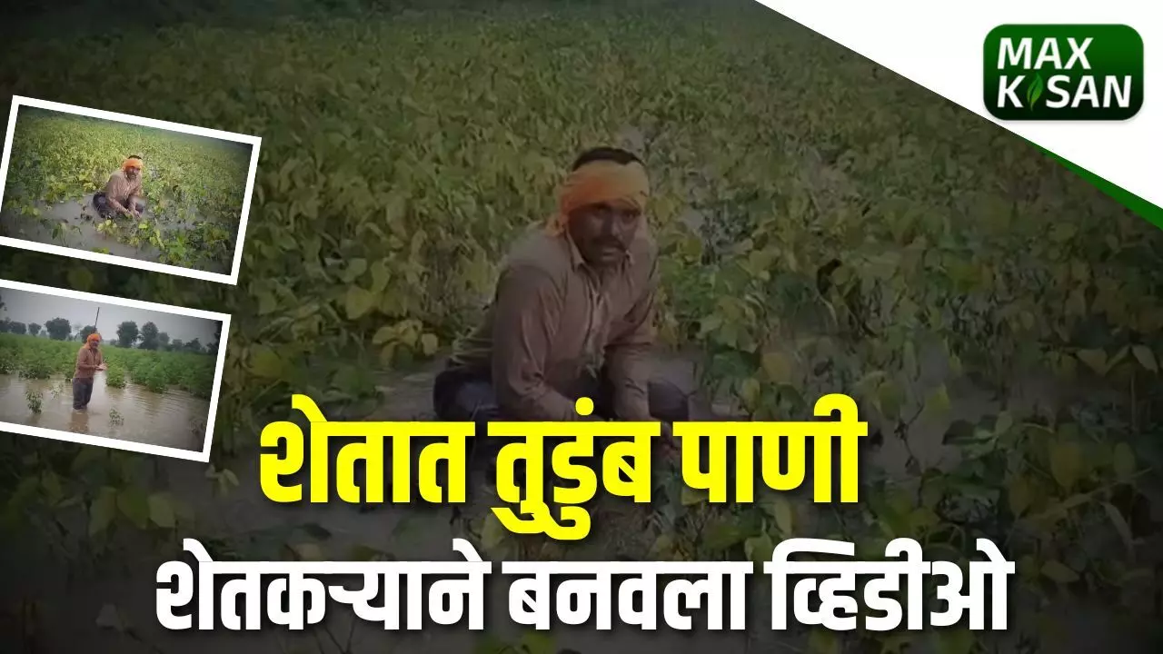 शेतात पाणीच पाणी शेतकऱ्याने बनवला व्हिडीओ...