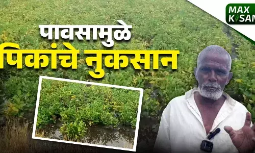 सततच्या पावसामुळे पिके धोक्यात सततच्या पावसामुळे पिके धोक्यात