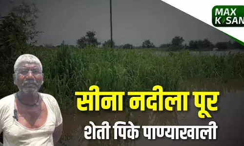 सीना नदीला पूर... शेती पिके पाण्याखाली सीना नदीला पूर... शेती पिके पाण्याखाली