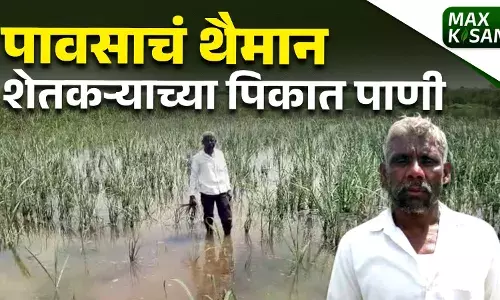 पावसाचं थैमान शेतकऱ्याच्या पिकात पाणी पावसाचं थैमान शेतकऱ्याच्या पिकात पाणी