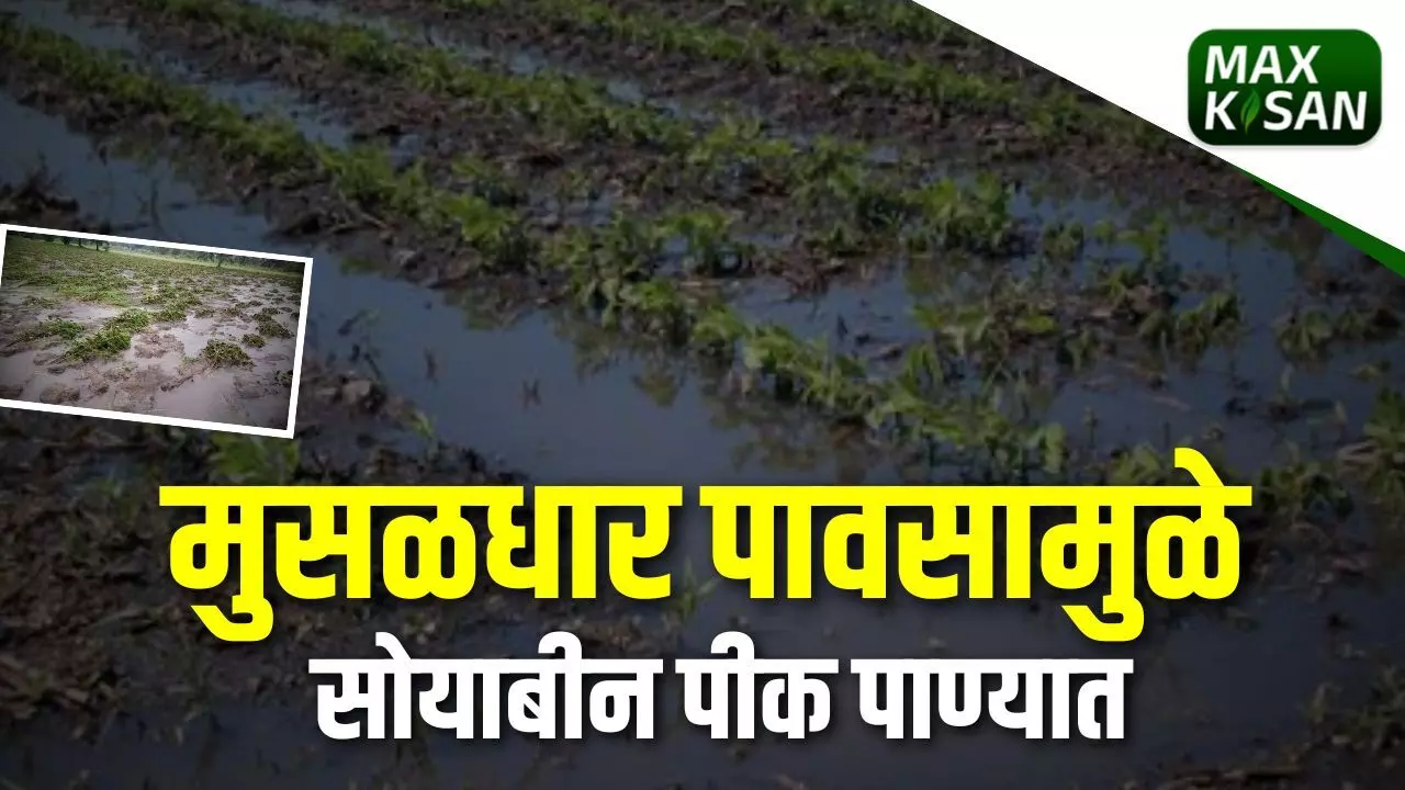 मुसळधार पावसामुळे सोयाबीन पीक पाण्यात