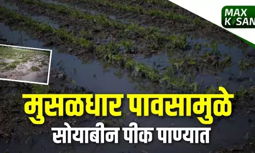 मुसळधार पावसामुळे सोयाबीन पीक पाण्यात मुसळधार पावसामुळे सोयाबीन पीक पाण्यात