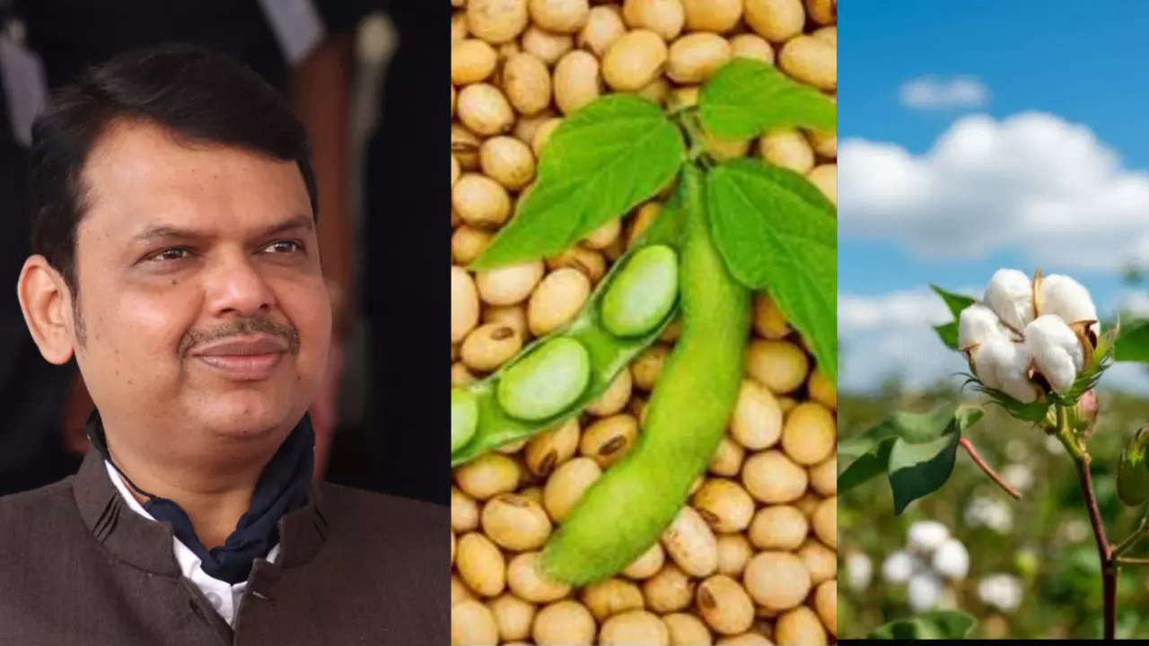 शेतकऱ्यांनो कापूस, सोयाबीन विकू नका, सरकार हमी भावाने खरेदी करणार