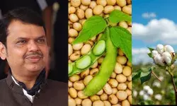 शेतकऱ्यांनो कापूस, सोयाबीन विकू नका, सरकार हमी भावाने खरेदी करणार